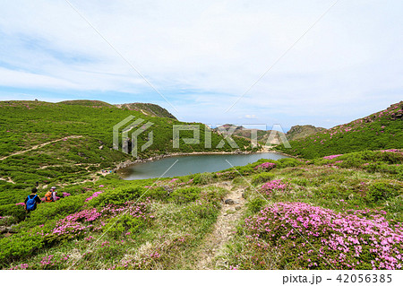 ミヤマキリシマ咲く九重連山・御池 ミヤマキリシマ咲く九重連山・御池 42056385