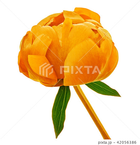 flower orange peony,  isolated on a white  42056386
