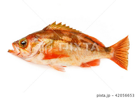 ウスメバル 42056653