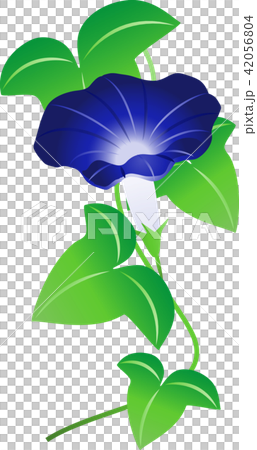 Blue morning glory Blue morning glory 42056804