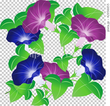朝顔 42056855