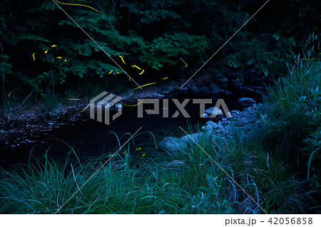 大分県 田染荘小崎地区のゲンジボタル 42056858
