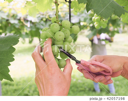 ぶどうの摘粒作業をする女性の手元 42057198