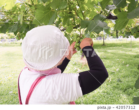 ぶどうの摘粒作業をする女性 42057312