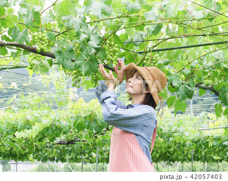 ぶどうの摘粒作業をする女性 ぶどうの摘粒作業をする女性 42057403
