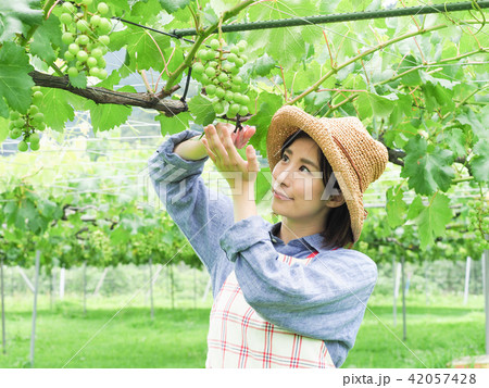 ぶどうの摘粒作業をする女性 ぶどうの摘粒作業をする女性 42057428