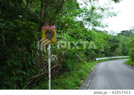 西表島　注意標識　イリオモテヤマネコ　ドライブ 42057453