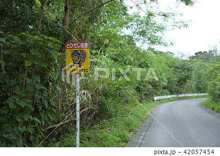 西表島　注意標識　イリオモテヤマネコ　ドライブ 42057454