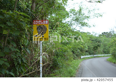 西表島　注意標識　イリオモテヤマネコ　ドライブ 42057455