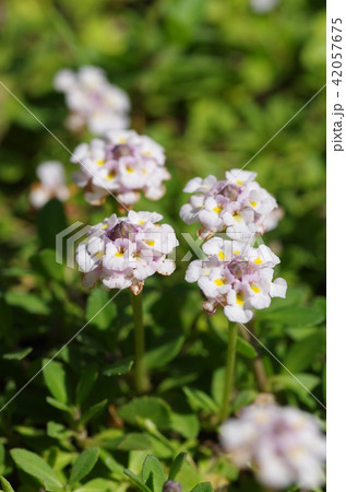 ヒメイワダレソウの花 42057675