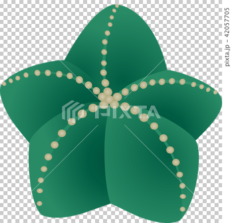 サボテン 42057705