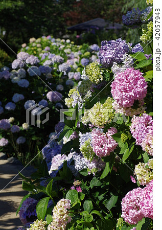 紫陽花 -愛媛県西条市 ホタルの里にて- 紫陽花 -愛媛県西条市 ホタルの里にて- 42057943