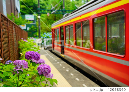 (神奈川県)アジサイ咲く箱根登山鉄道 大平台駅 (神奈川県)アジサイ咲く箱根登山鉄道 大平台駅 42058340