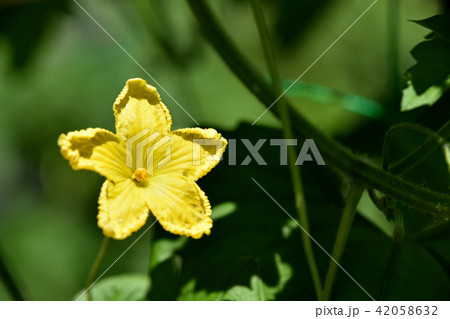 ゴーヤの花 42058632