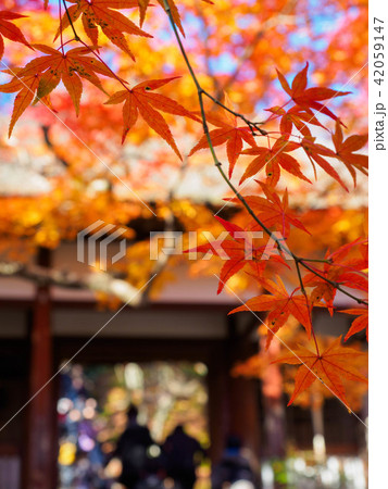 京都　常寂光寺の紅葉 42059147