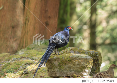 鳥 メタリックブルー コクチョウ 42059584