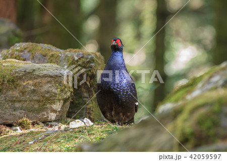 鳥 メタリックブルー コクチョウ 42059597