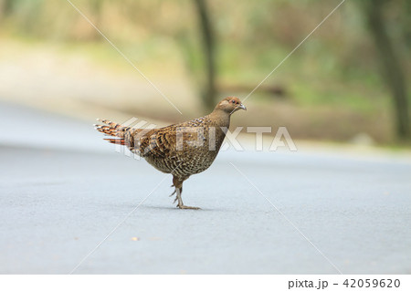 鳥 メタリックブルー コクチョウ 42059620