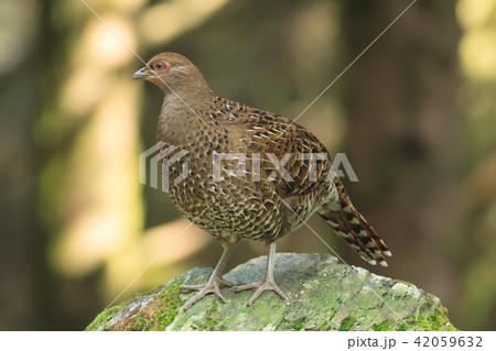 鳥 メタリックブルー コクチョウ 42059632
