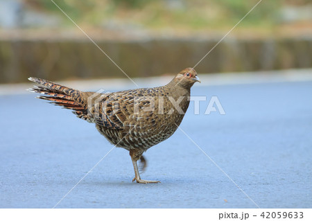 鳥 メタリックブルー コクチョウ 42059633