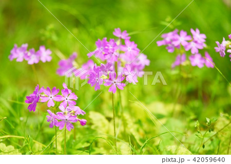 仙台市野草園　サクラソウ 42059640