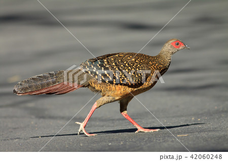 鳥 上流階級 保護 42060248