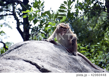 Monkey Sri Lanka Monkey Sri Lanka 42060448
