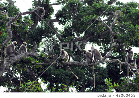 Monkey Sri Lanka 42060455