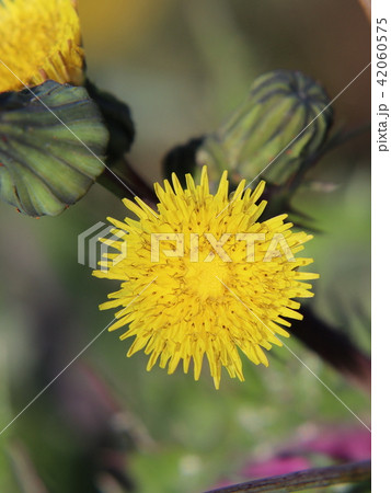 オニノゲシの花 42060575