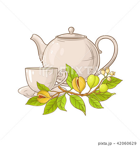 nutmeg tea illustration 42060629