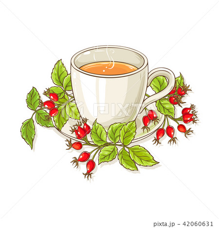 wild rose tea illustration wild rose tea illustration 42060631