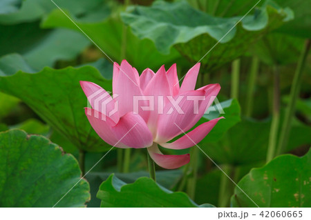 睡蓮 スイレン 水連 42060665
