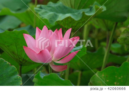 睡蓮 スイレン 水連 42060666