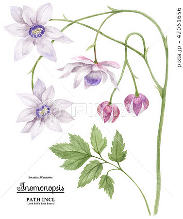Watercolor illustration Anemonopsis 42061656