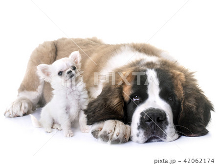 puppies chihuahua and saint bernard puppies chihuahua and saint bernard 42062174