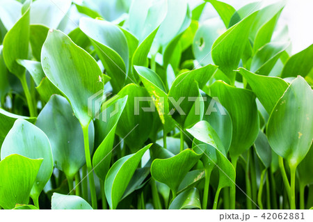 Close-up water hyacinth background. Close-up water hyacinth background. 42062881