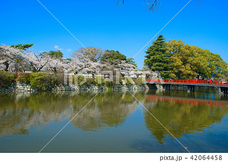 小田原城のお堀と学橋　 42064458