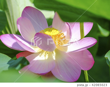 蓮の花と大きな葉 蓮の花と大きな葉 42065023