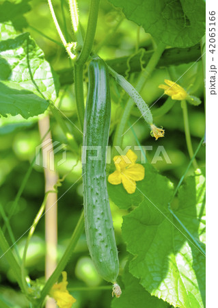 夏のきゅうり 42065166