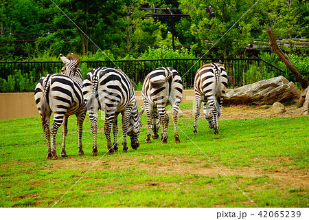 シマウマ 42065239