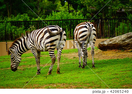 シマウマ 42065240