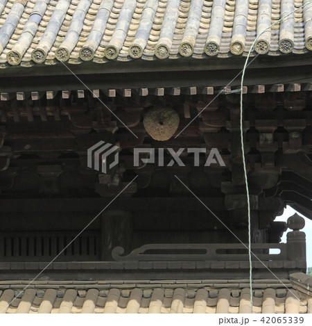 天寧寺三重塔にスズメバチの巣 天寧寺三重塔にスズメバチの巣 42065339