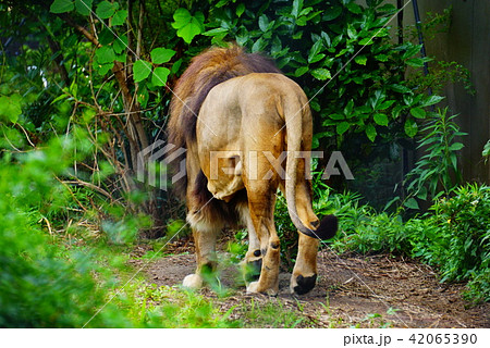 オスライオン 42065390