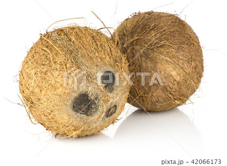 Fresh brown coconut isolated on white 42066173