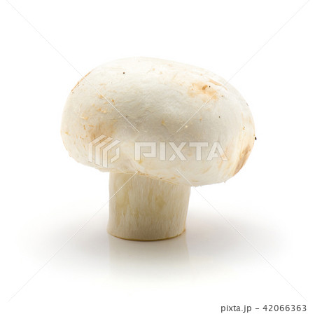 Raw champignons isolated on white 42066363