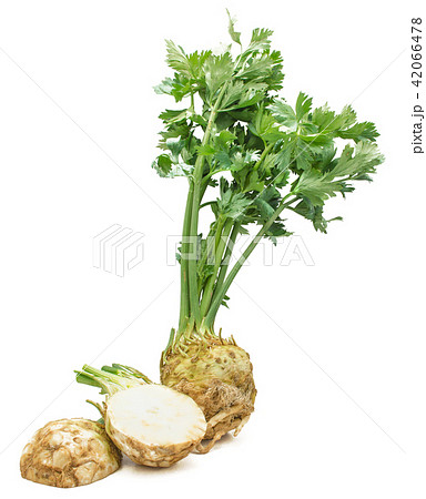 Fresh celery isolated on white Fresh celery isolated on white 42066478