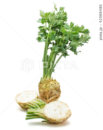Fresh celery isolated on white 42066480