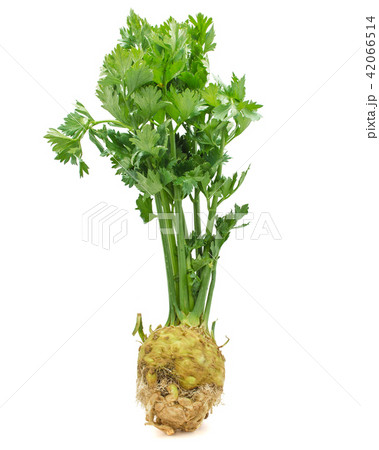Fresh celery isolated on white 42066514
