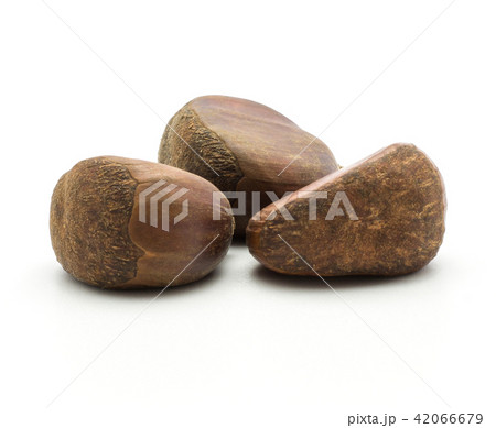 Raw edible Chestnut isolated on white Raw edible Chestnut isolated on white 42066679