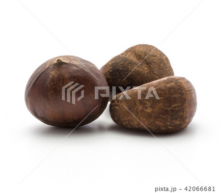 Raw edible Chestnut isolated on white 42066681